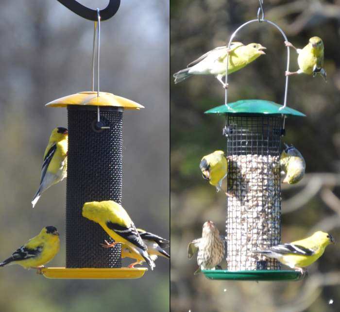 Songbird Petite Thistle/Sunflower Feeder Combo